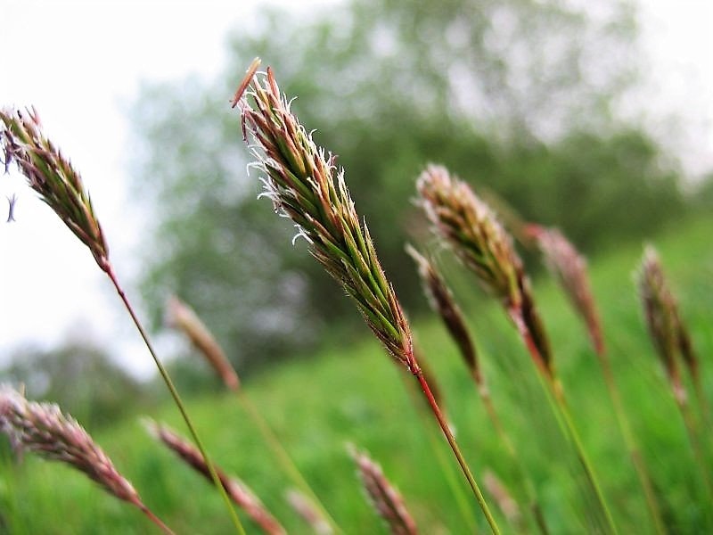150 SWEET VERNAL GRASS Sweet Grass Vanilla Grass Anthoxanthum Odoratum –  Seedville USA